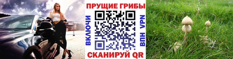 Псилоцибиновые грибы мухоморы  Купить где  Дальнегорск 